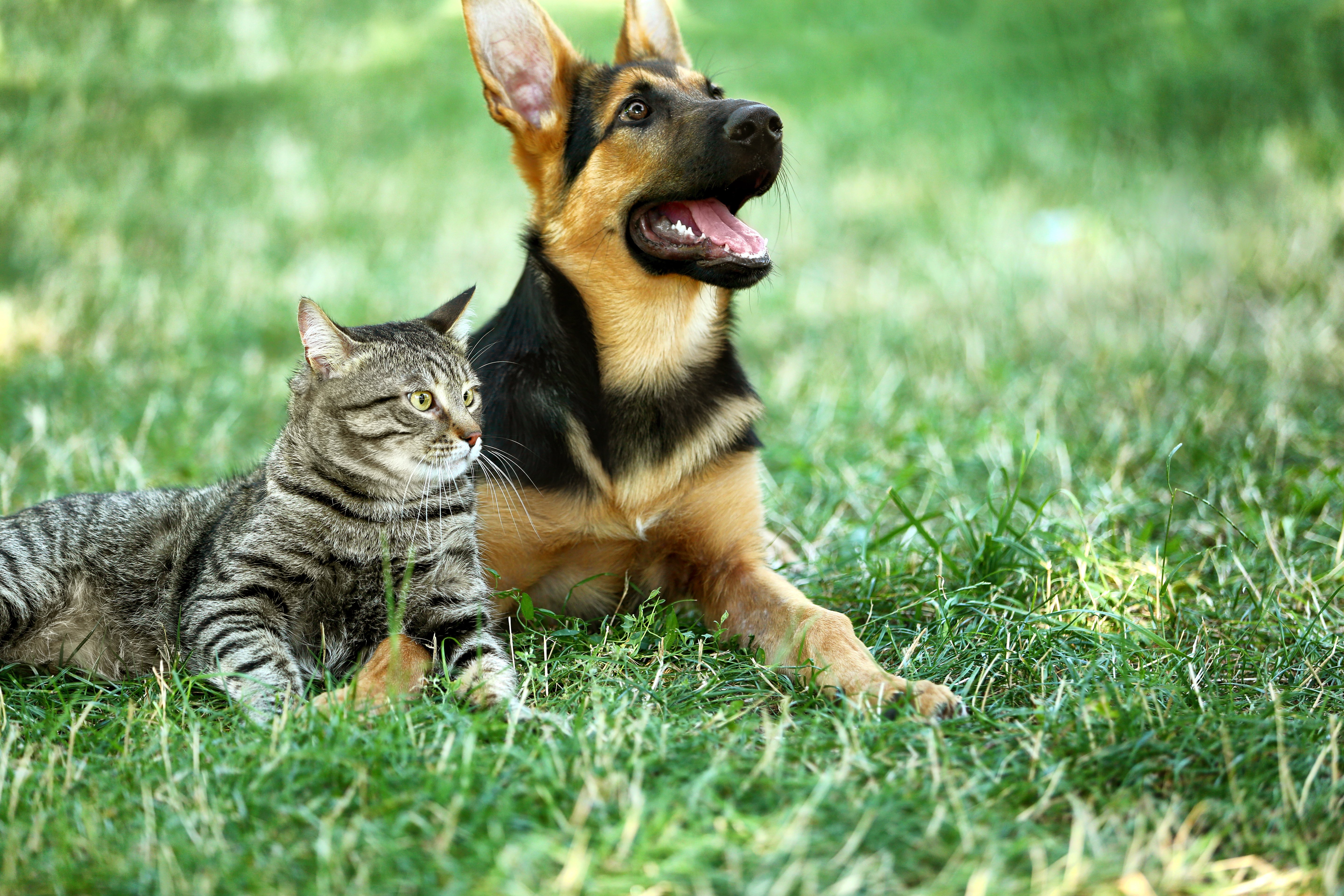 German Shepered und braune Katze liegen auf dem Rasen