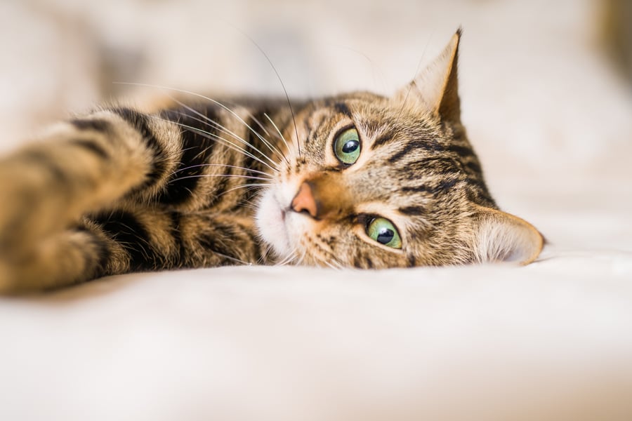 Braun gestreifte Katze liegt auf dem Bett und schaut in die Kamera