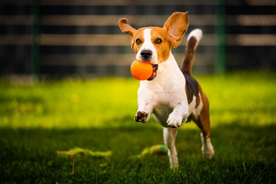 Hund fängt einen orangen Ball im Mund in eine Garten