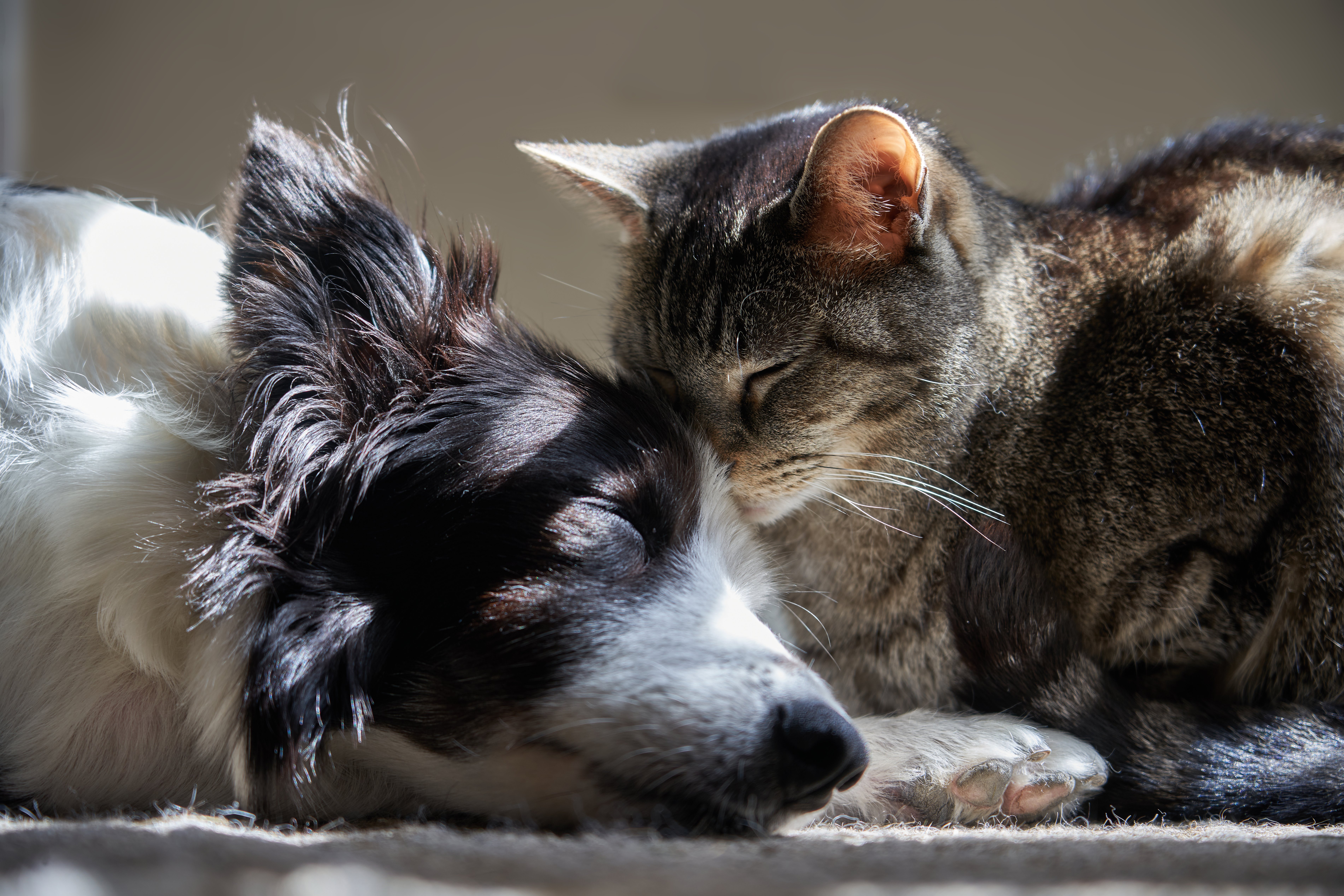 Hund und Katze schlummern gemeinsam im Sonnenstrahl.