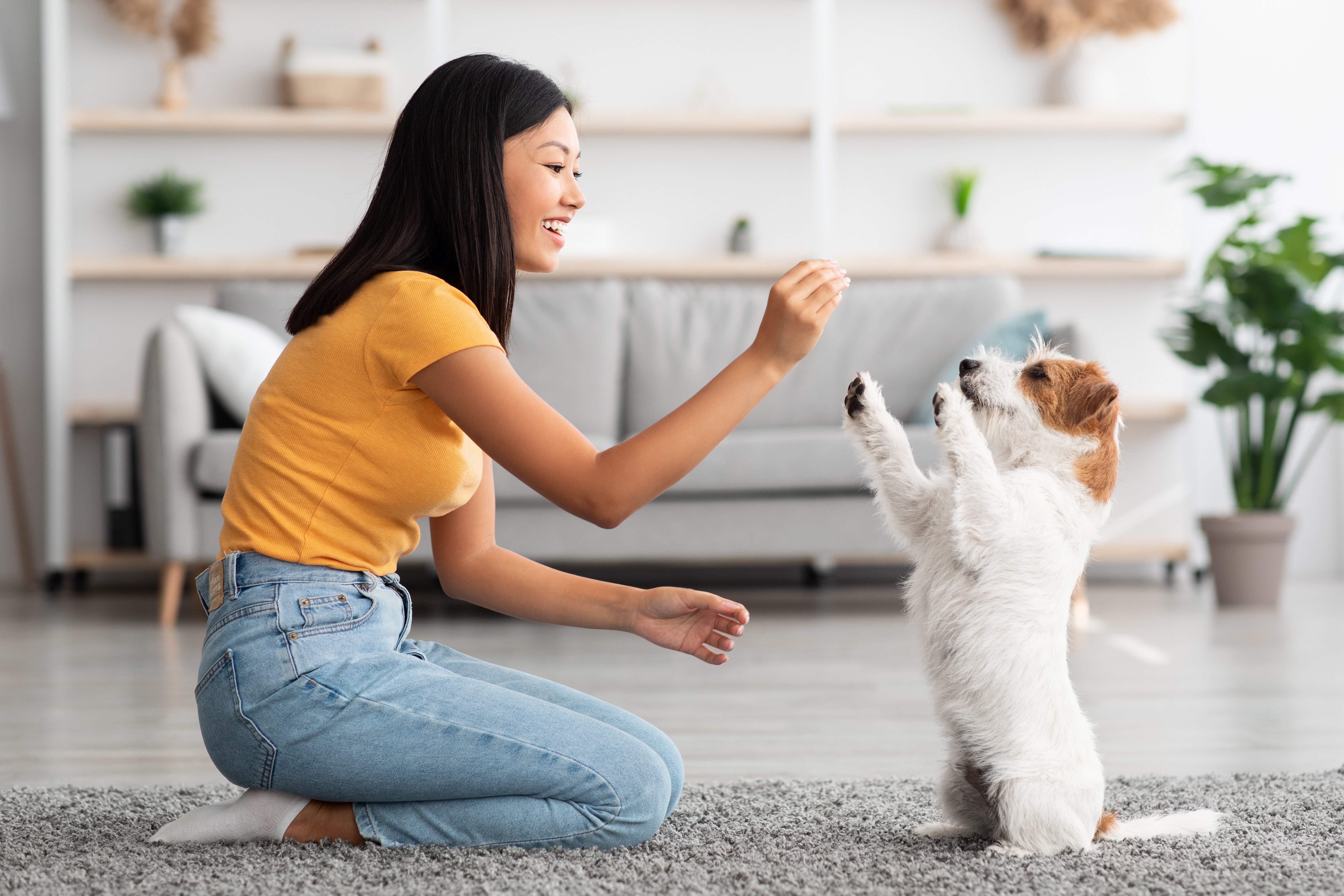 Hund macht Kunststücke, um ein Leckerli zu bekommen