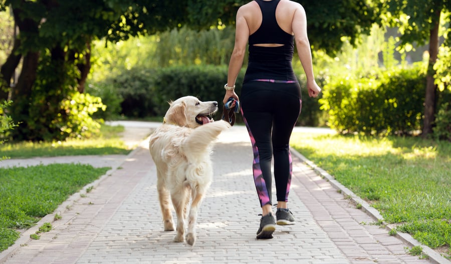 Golden Retriver läuft freudig neben einer sportlich angezogener Dame im Park