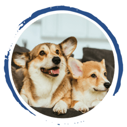 Bild von zwei Corgis. Ein Corgi schaut nach rechts und der andere Hund schaut nach oben