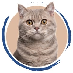 Bild von einer Katze mit einem braunen Hintergrund