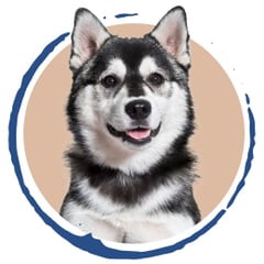 Bild von einem Huskey mit einem braunen Hintergrund