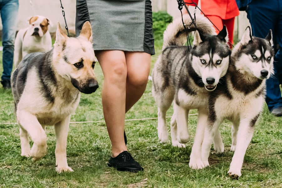 Zwei Huskey und ein Schäferhund laufen neben einer Frau an der Leine