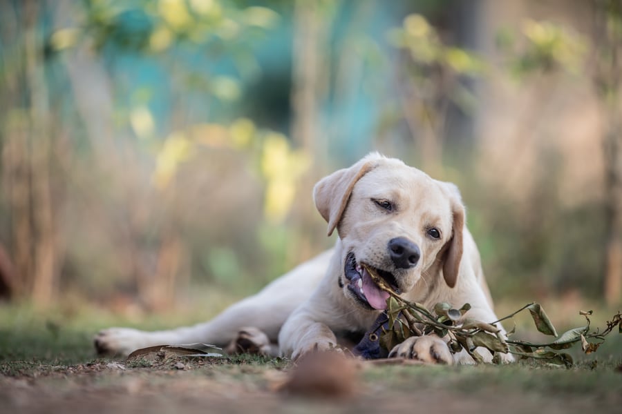 anil-sharma-_NJ7sMXlVTM-unsplash