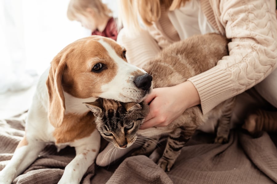 cat-and-dog-friendship-beagle-dog-lying-together-2022-11-15-18-07-46-utc