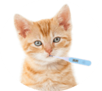 cat1 1