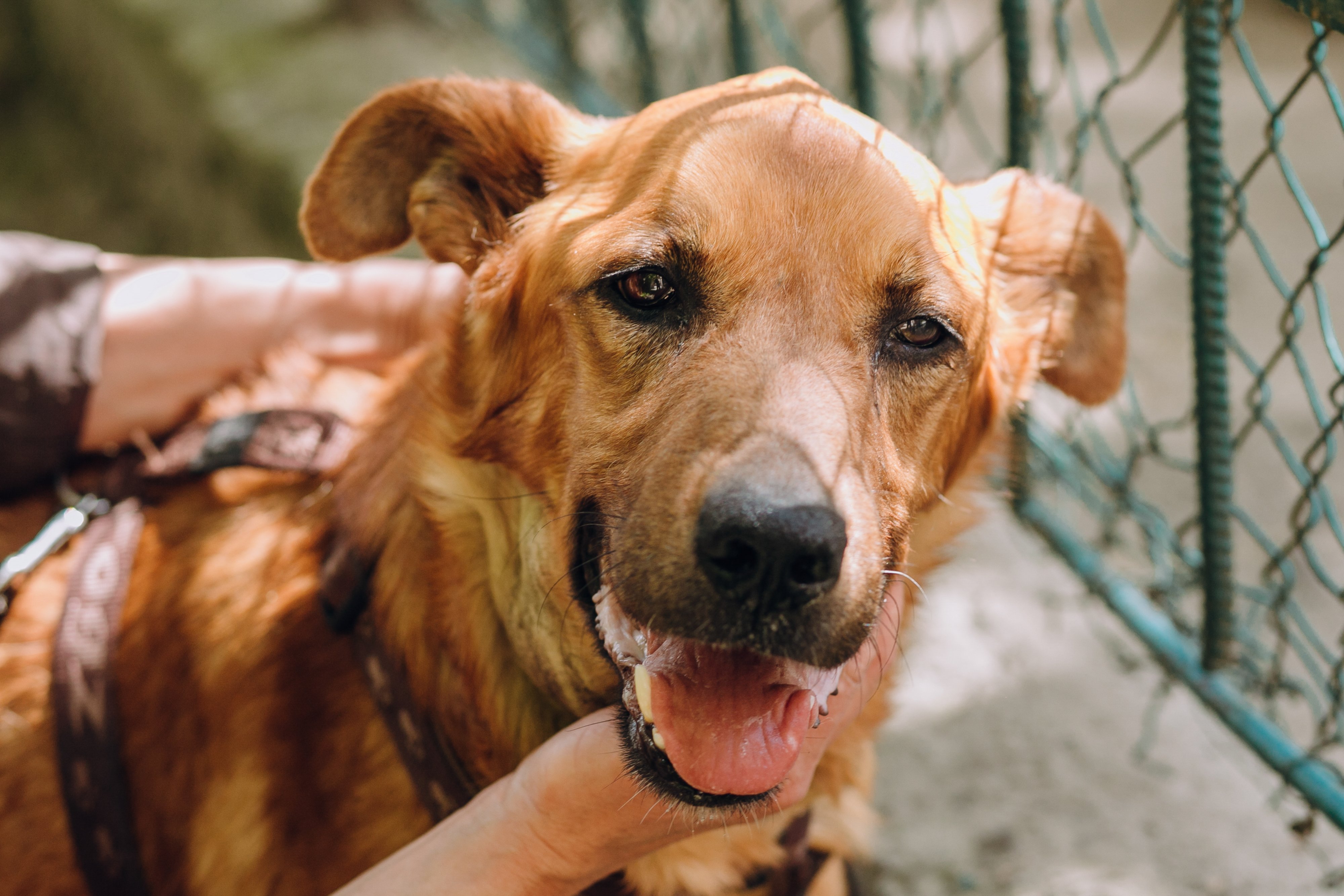 Brauner Hund wird gestreichelt