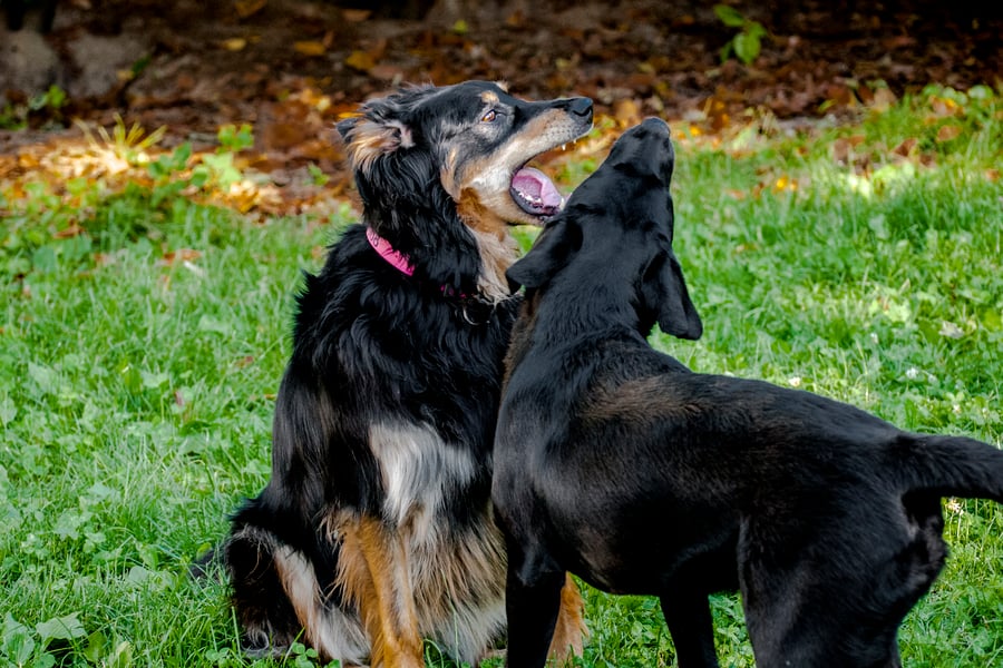 Zwei schwarze Hunde spielen miteinander auf der Wiese