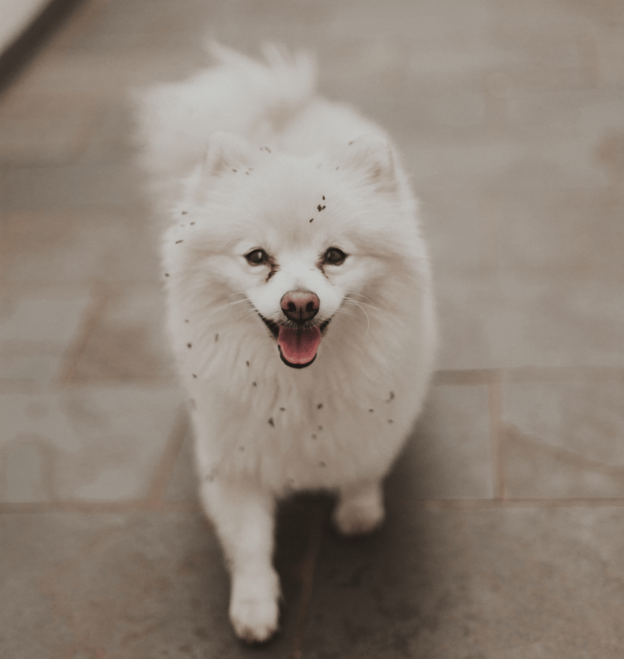 getulio-moraes-xpvz1yWA4FY-unsplash 1