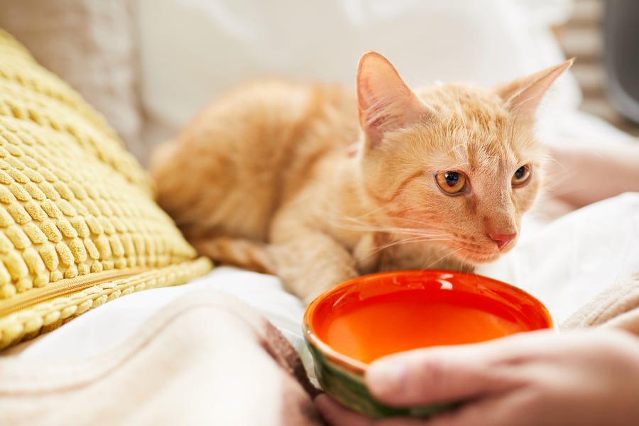 Rote Katze liegt auf der Decke und eine Frau hält eine rote Schüssel mit Wasser vor der Nase der Katze