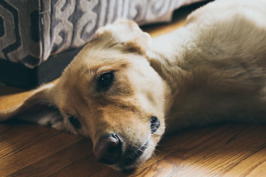 pexels-dilan-lee-1264988