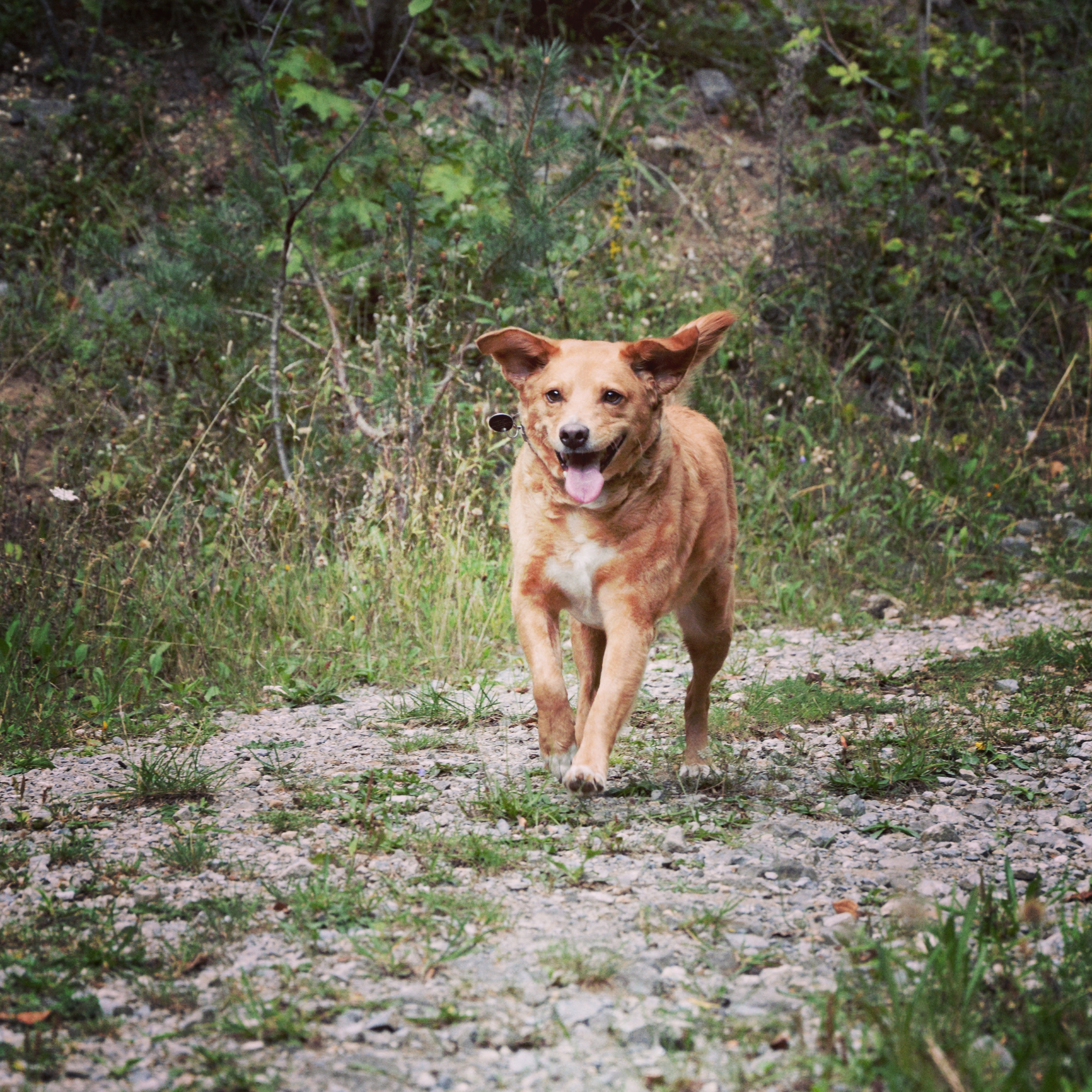 Hund rennt freudig zu der Kamera auf dem Gehweg