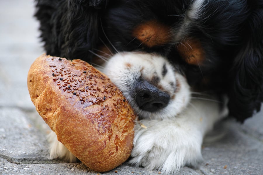 Hund hält Brötchen zwischen Pfoten auf dem Boden.