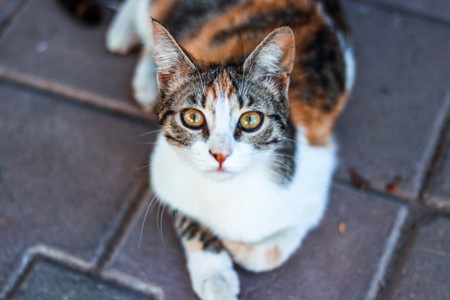 Rot-grau gestreifte Katze liegt auf dem Asphalt 