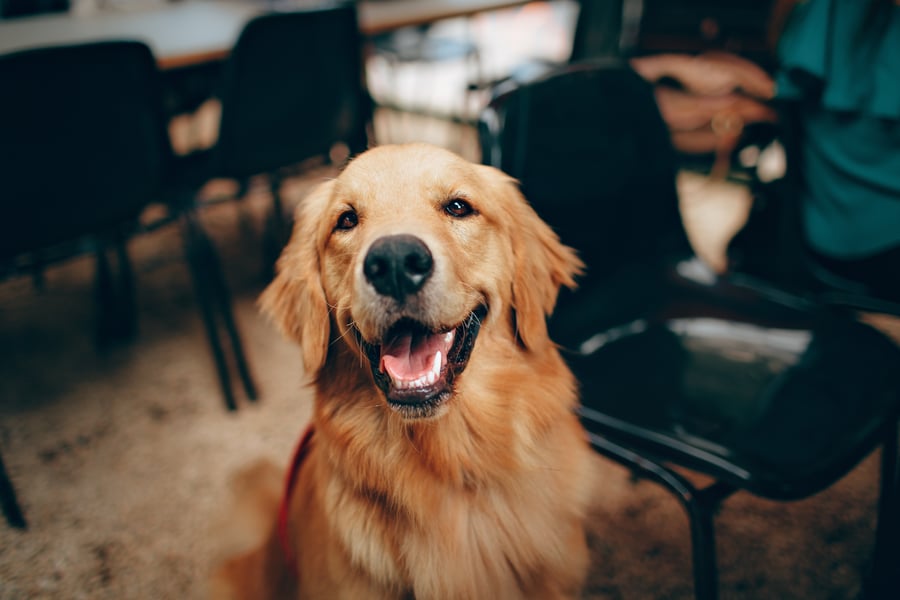 Golden Retriver schaut freudig in die Kamer 