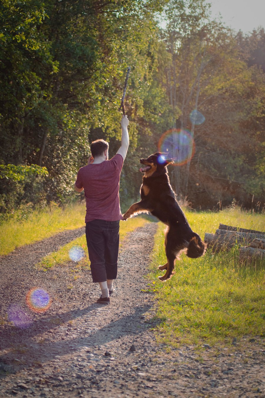 Hund springt nach einem Stock, den ein Mann wirft, im Gegenlicht.