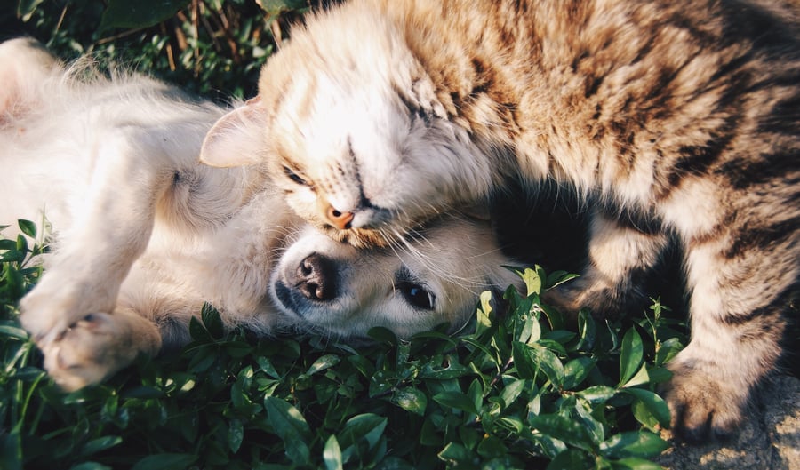 Ein Hund und eine Katze kuscheln auf einer grünen Fläche