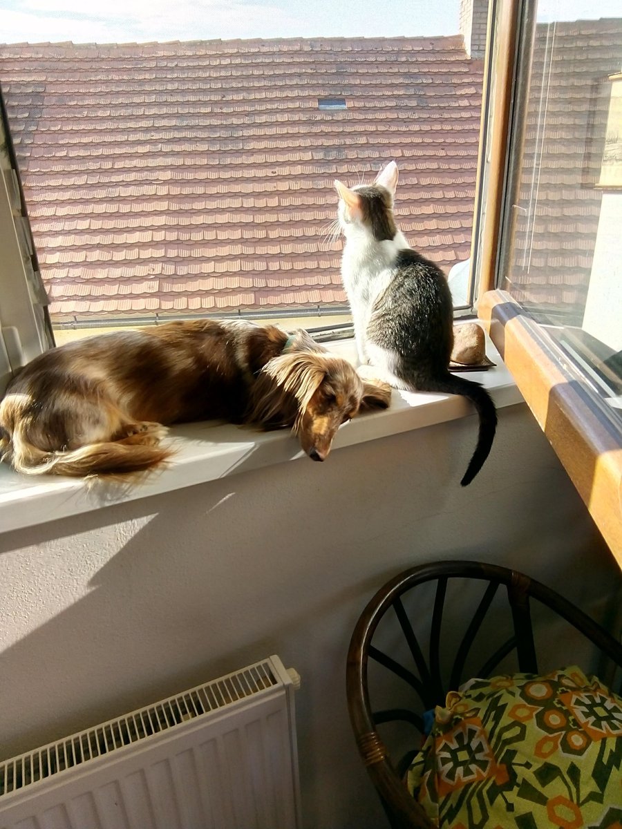 Hund liegt und Katze sitzt auf dem Fensterbank