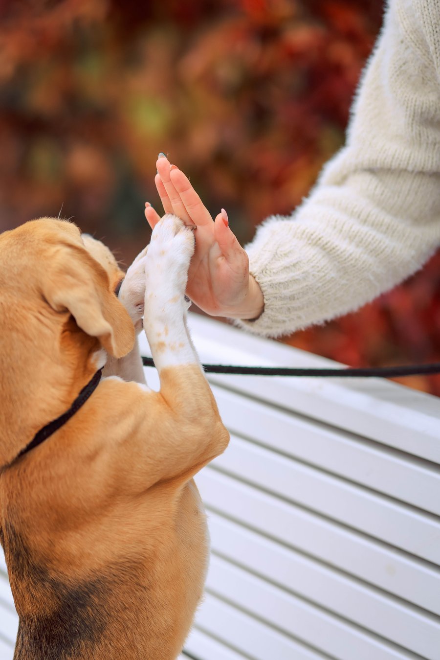 Der hund gibt der Frau mit beiden Pfoten ein Highfive