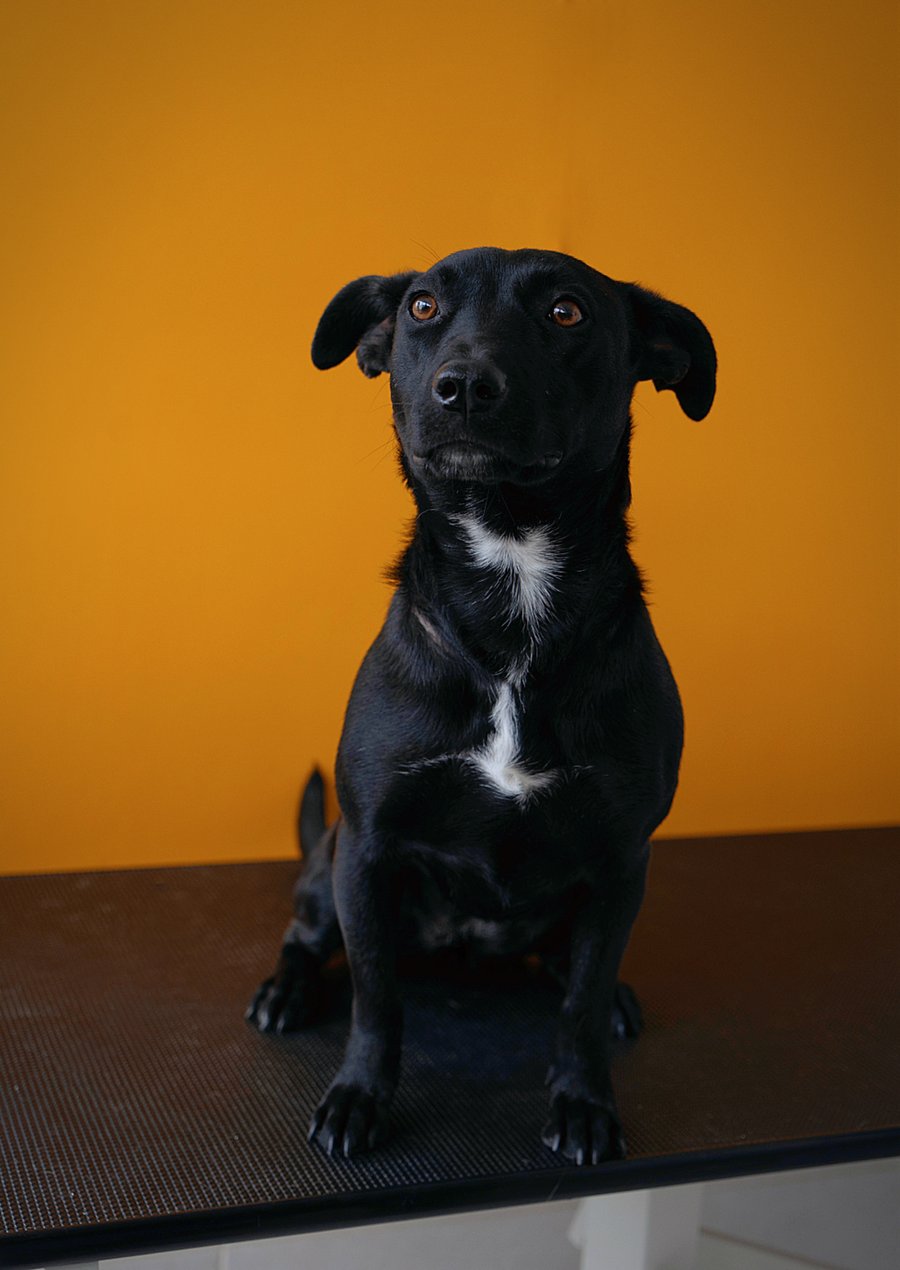 Schwarzer Hund schaut in die Kamera vor einem orangen Hintergrund und sitzt auf einer Arebitsplatte