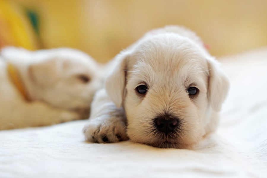 Golden Retriver Welpe schaut liegend in die Kamera