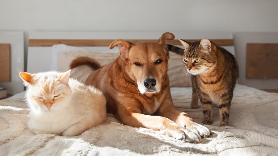 Zwei Katzen und ein Hund liegen auf dem Bett 