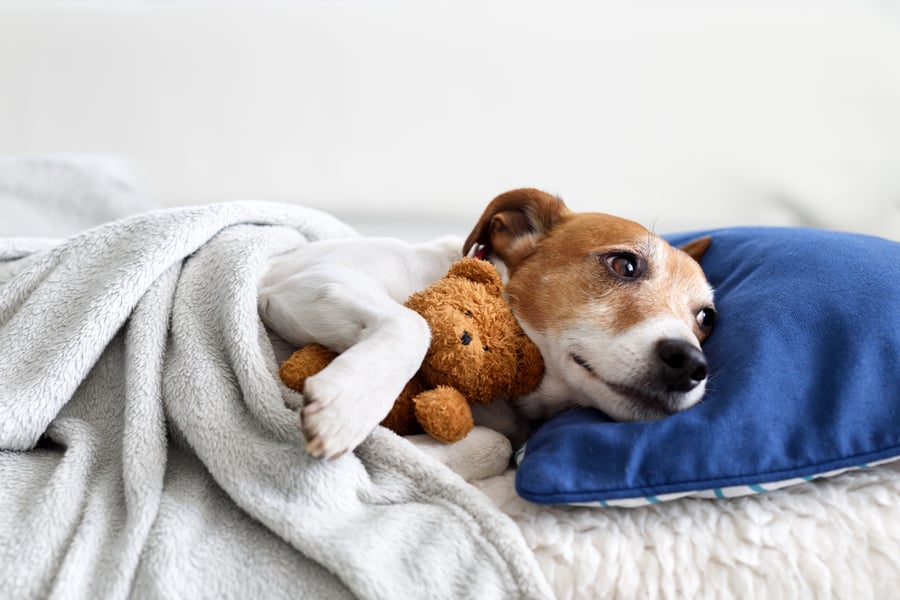 Hund liegt zugedeckt und kuschelnd mit einem Teddy zwischenb den Pfoten im Bett und schaut wehleidig nach oben